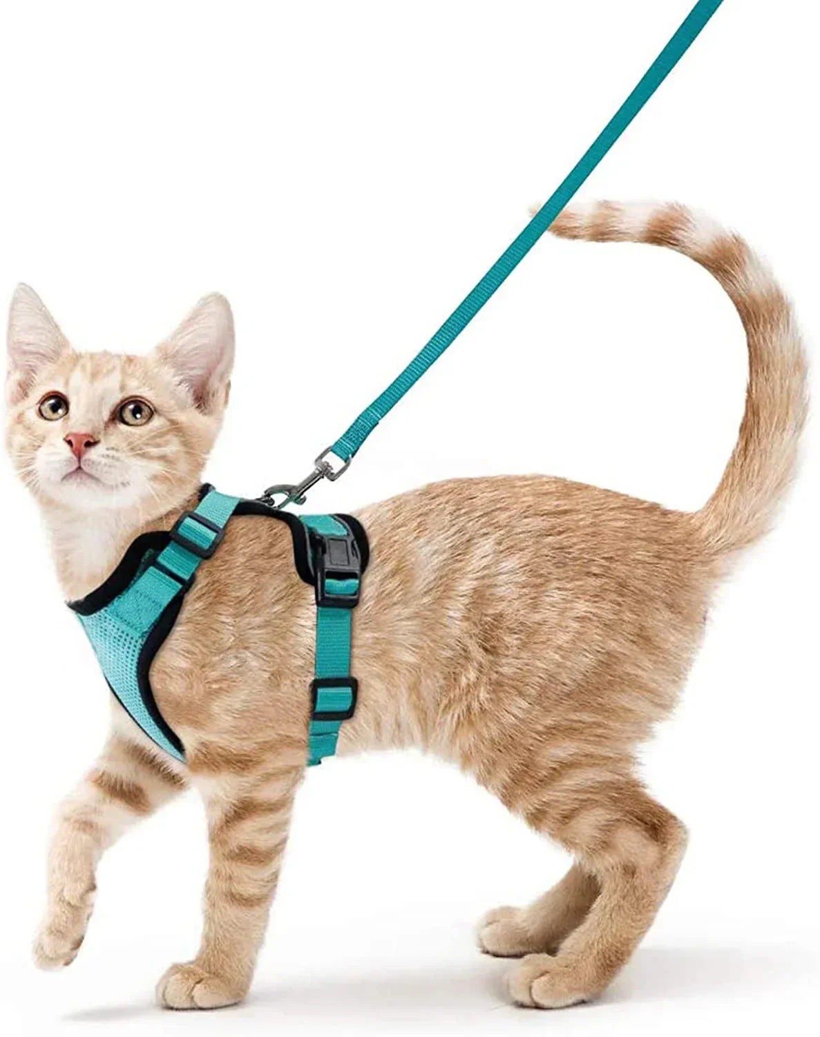 Davy | Soft Adjustable Cat Harness & Leash Set for Safe Walksa