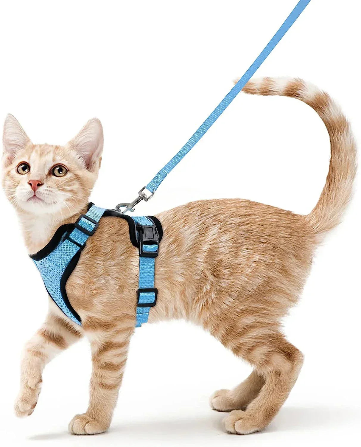 Davy | Soft Adjustable Cat Harness & Leash Set for Safe Walksa